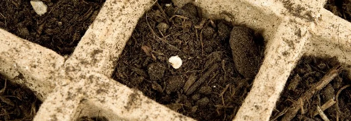 Anzuchterde mit Samen in Töpfchen